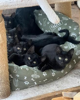 Gattini disponibili