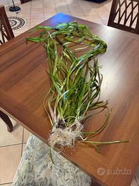 Vallisneria gigantea