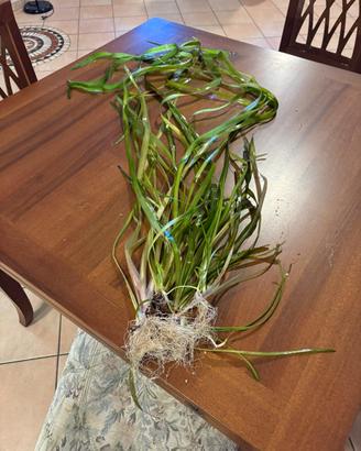 Vallisneria gigantea