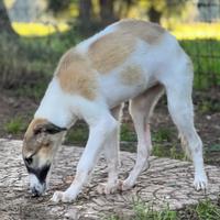 Cuccioli Borzoi Levriero Russo