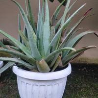 Pianta di Aloe 