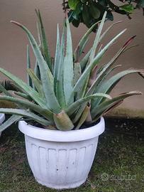 Pianta di Aloe 