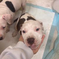 American pitbull terrier