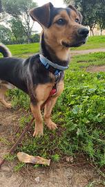 Meticcio (1 anno e mezzo)