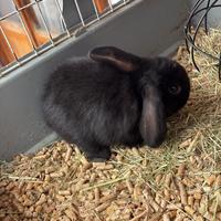 Conigli nani ariete PREZZO TRATTABILE