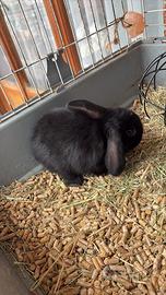 Conigli nani ariete PREZZO TRATTABILE