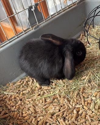 Conigli nani ariete PREZZO TRATTABILE