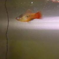 Platy variatus