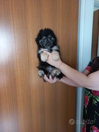 Cucciolo barboncino maschio phantom