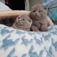 Gattini scottish fold e straight con pedigree