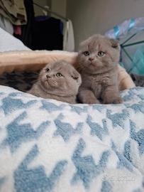 Gattini scottish fold e straight con pedigree