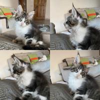 Cuccioli Maine Coon
