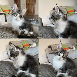 Cuccioli Maine Coon