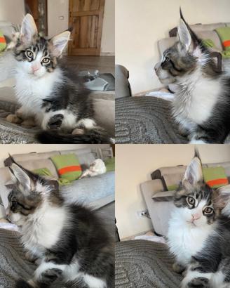 Cuccioli Maine Coon