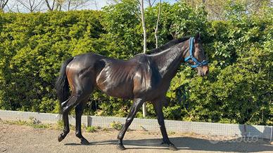 Cavallo castrone PSI 10 anni