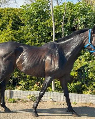 Cavallo castrone PSI 10 anni