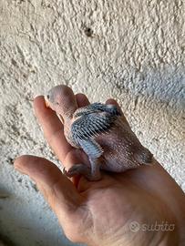 Parrocchetti dal collare