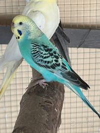 Cocorite