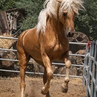 Pura Raza Española Palomino