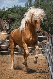 Pura Raza Española Palomino