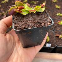 Piante carnivore in vaso