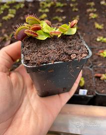 Piante carnivore in vaso