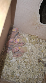 Pappagalli calopsite diverse mutazioni