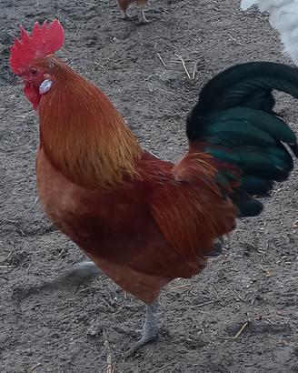 Galletti ornamentali