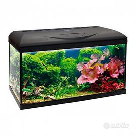 Acquario