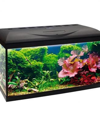 Acquario