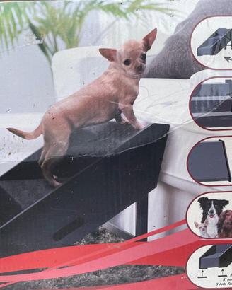 Scaletta/rampa per cani 2 in 1