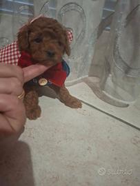 Barboncino mini toy/toy red