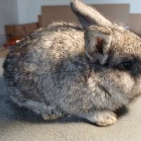 Coniglio minilop