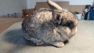 Coniglio minilop