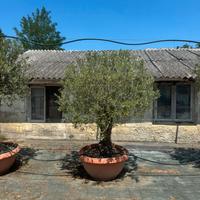 Ulivi secolari da esposizione