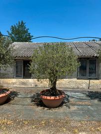 Ulivi secolari da esposizione