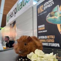 PORCELLINI PORTATORI DI NUDO (Carrier Skinny)