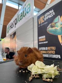 PORCELLINI PORTATORI DI NUDO (Carrier Skinny)