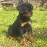Rottweiler cuccioli