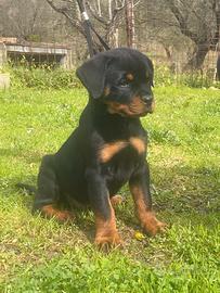 Rottweiler cuccioli