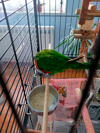 Lorichetto arcobaleno