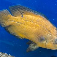 Astronotus Ocellatus Red