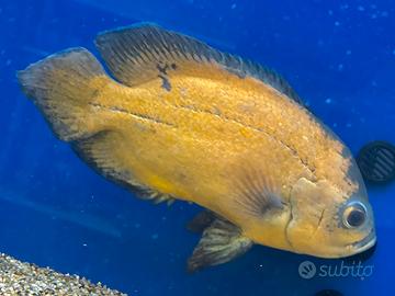 Astronotus Ocellatus Red