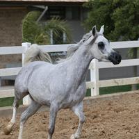 Giovane Cavalla PSA di 4 Anni