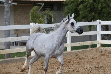 Giovane Cavalla PSA di 4 Anni