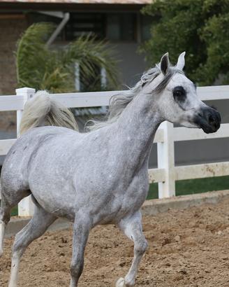 Giovane Cavalla PSA di 4 Anni