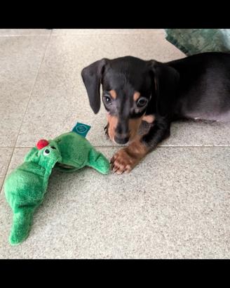Cucciolo di bassotto