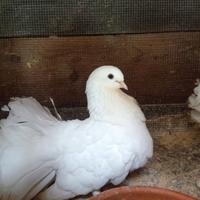 Colombi piccioni pavoncelle bianche
