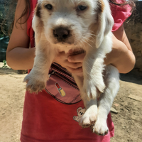 Petite basset griffon vendeen