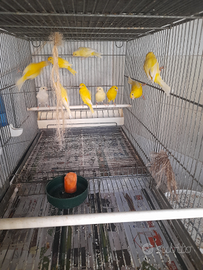 Canarini novelli maschi